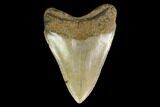 Serrated, Fossil Megalodon Tooth - North Carolina #147493-1